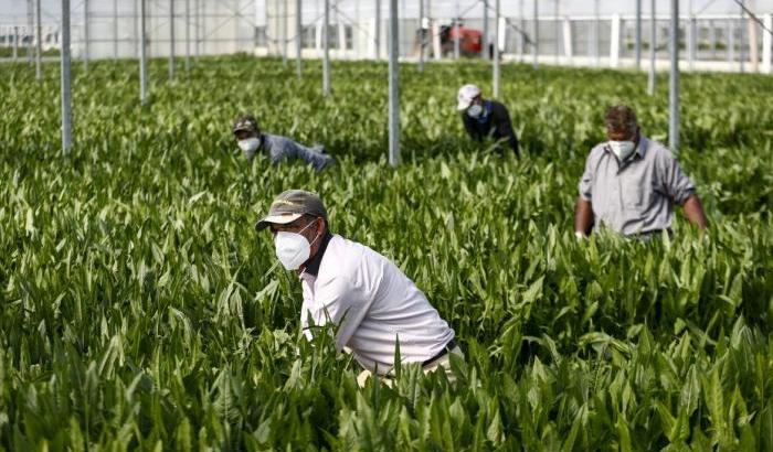 Lavoratori nell'agricoltura