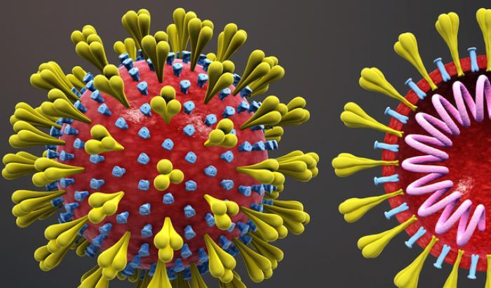 Gli anticorpi sintetici anti Covid funzionano: via ai contatti per produrre dosi