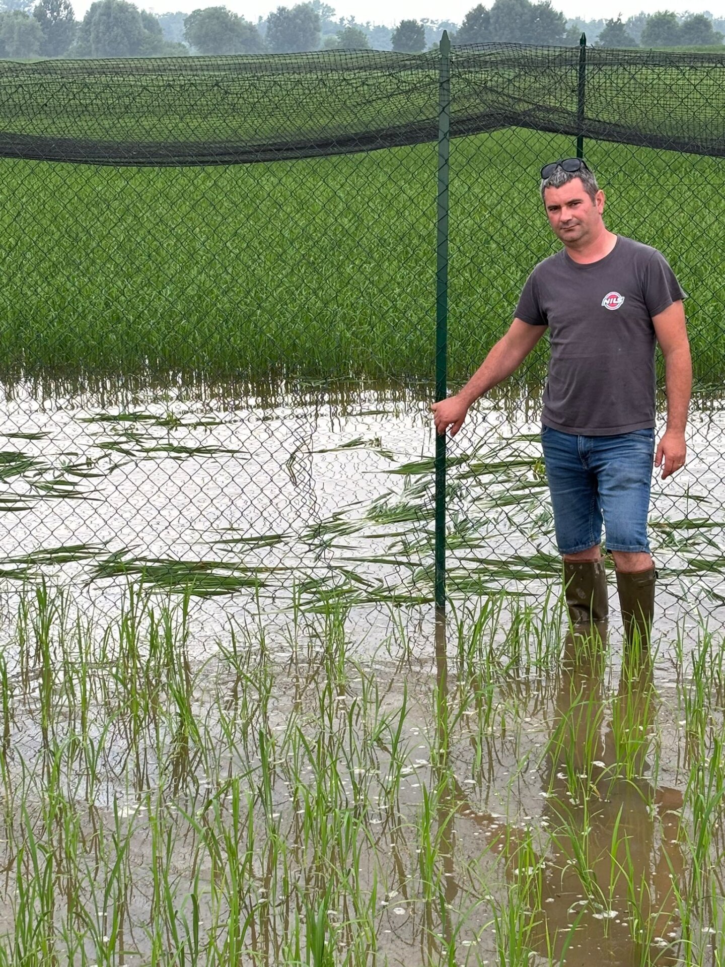 Distrutto un campo di riso 'sperimentale' da ignoti, la Regione Lombardia: "Atto criminale contro la scienza"