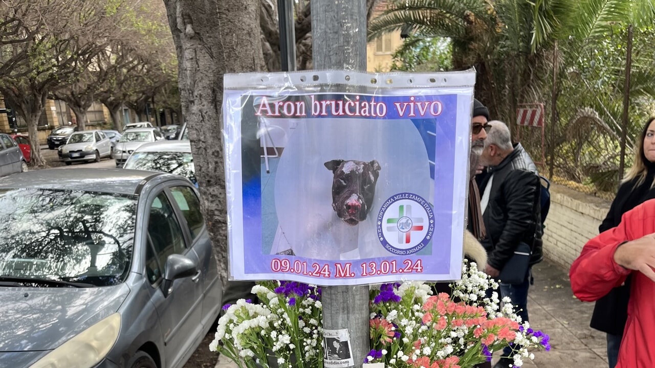 Bruciò un cane fino a ucciderlo, Carmelo Russo non potrà più possedere animali: per lui un'ordinanza ad hoc